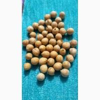 Продам нут Триумф