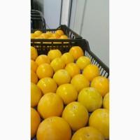 Продам ХУРМУ