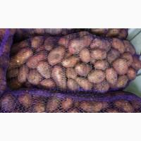 Продам картофель товарный сорт Славянка