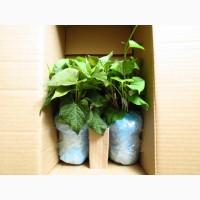 Батат BOX - набор для грядки из 30 кустов разноцветных сортов
