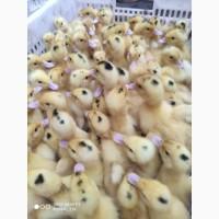 Качки, Муларди