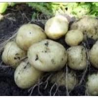 Продам картофель Ривьера