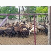 Продам курдючных баранов