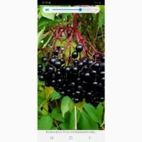 Купим сухую ягоду бузины, рябину, шиповник хорошая цена, наличными, самовывоз по Украине