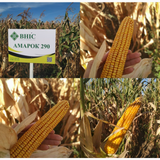 Насіння гібриду кукурудзи ВНІС АМАРОК 290 (фао 320) 2020 року урожаю