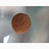 Куплю горіх кругляк