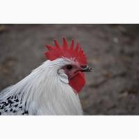 Брекель сріблястий. Молоді півні, кури