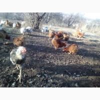 Продам кур несушек
