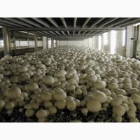 Продам грибы шампиньоны