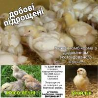6Р0ЙЛЕР