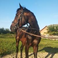 Продажа жеребець, кінь