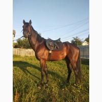 Продажа жеребець, кінь