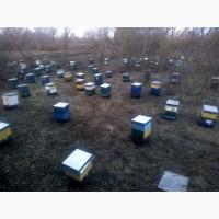 Продам пасіку 230 мм. Рут