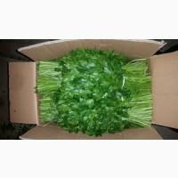 Продам петрушку укроп кинза зелёный лук