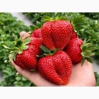 Саджанці полуниці, Альба, Хоней, Дарселект. Копанка