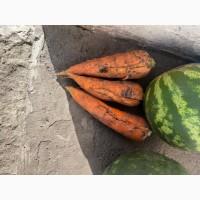 Продам моркву 2 сорт на переробку