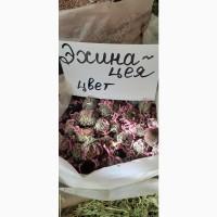 Оптом Чаї та збори, Лікарські трави, плоди, насіння, ягоди, коріння
