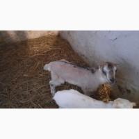 Козеня ламанча