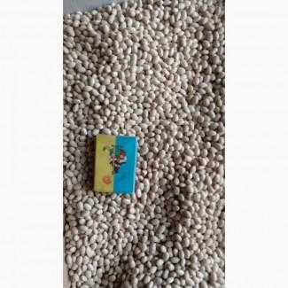 Продамо насінневий матеріал квасолі (фасоль)