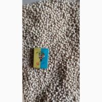 Продамо насінневий матеріал квасолі (фасоль)