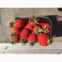 Продаж полуниці оптом