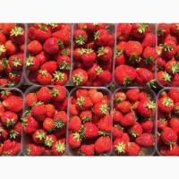 Продаж полуниці оптом