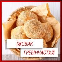 Їжовик гребінчастий(hericium erinaceus)