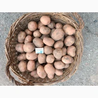 Продам товарну картоплю, сорт беллароза (білароса)