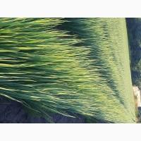 Продам зелену цибулю на переробку