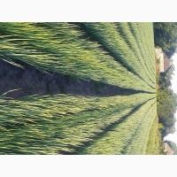 Продам зелену цибулю на переробку