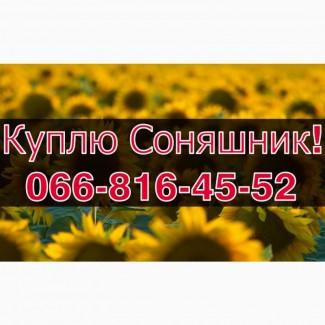 Запрошуємо до співпраці виробників СОНЯШНИК!Високі Ціни!Оплата на вагах