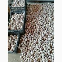 Продам часник посадковий сорту любаша