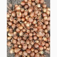 ФГ реалізує цибулю сорт Саброссо