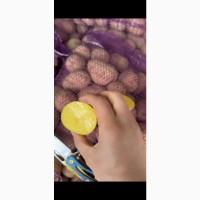 Продам картофель с Польши сорт Сорая и Белана