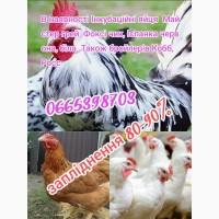 Інкубаційне яйце бройлерів