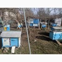 Пчолопакети 1300