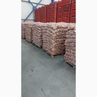 Картопля молода імпорт