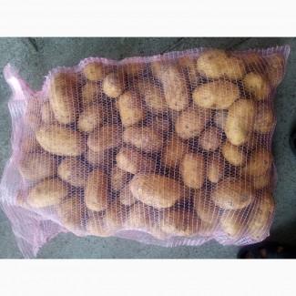 Картопля молода імпорт