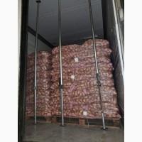 Картопля молода імпорт