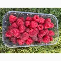 Малина свіжа