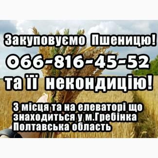 Закуповуємо пшеницю 2, 3, 4 клас! На постійній основі!Дорого