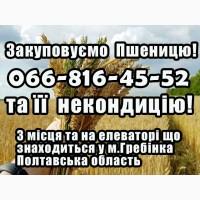 Закуповуємо пшеницю 2, 3, 4 клас! На постійній основі!Дорого