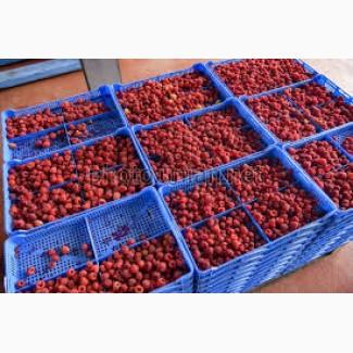 Закуповуємо малину на заморозку - від 5 тонн