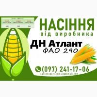 ДН Атлант (ФАО 290) - Продаж насіння кукурудзи 2025 року