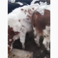 Продаж ВРХ (жива вага) на експорт
