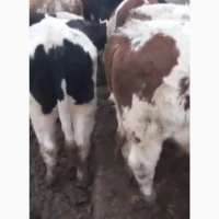 Продаж ВРХ (жива вага) на експорт
