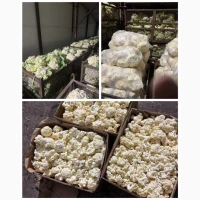 Продам цвітну капусту на переробку