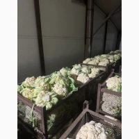 Продам цвітну капусту на переробку