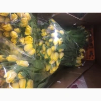 Тюльпаны к 8 Марта выращенные в Украине опт доставка по городу