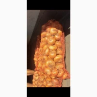 Продам лук Штутгарт